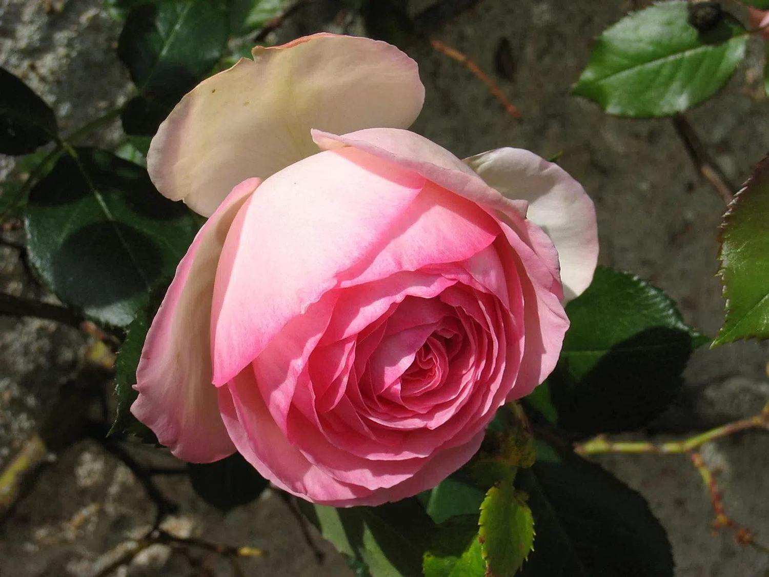 Rosa Pierre de Ronsard de pétalos rosados hacia el centro y crema en el exterior, con follaje verde al fondo
