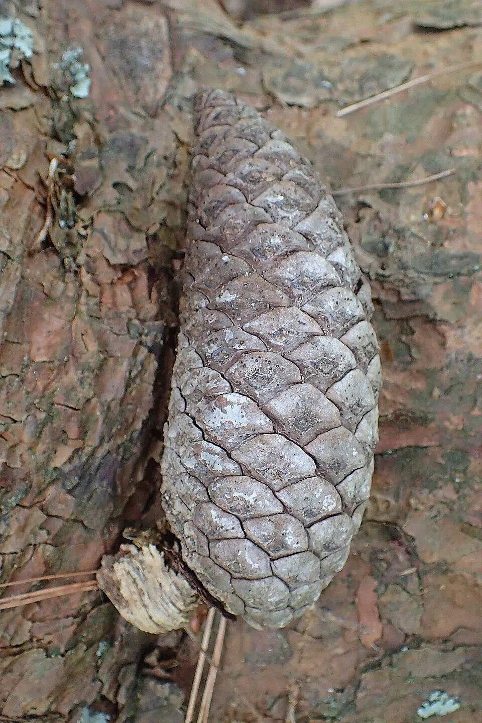 Cono de pino sobre una superficie de corteza y ramas.