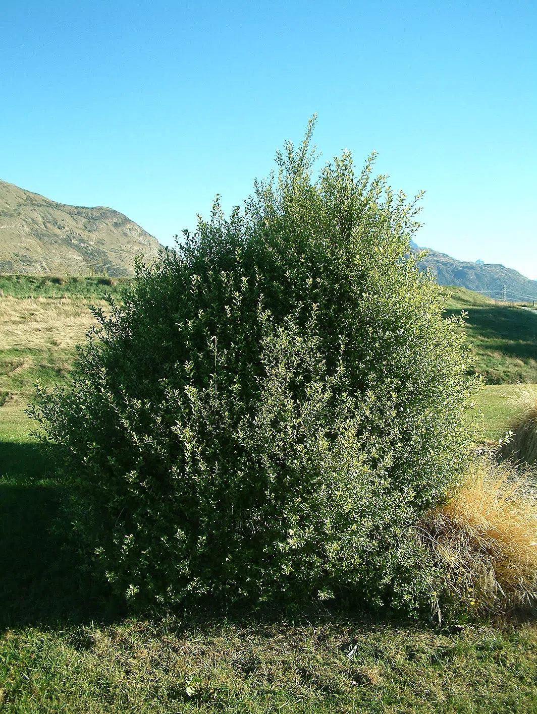 Pittosporum tenuifolium de follaje verde denso y copa amplia, plantado en suelo con pasto y montañas al fondo