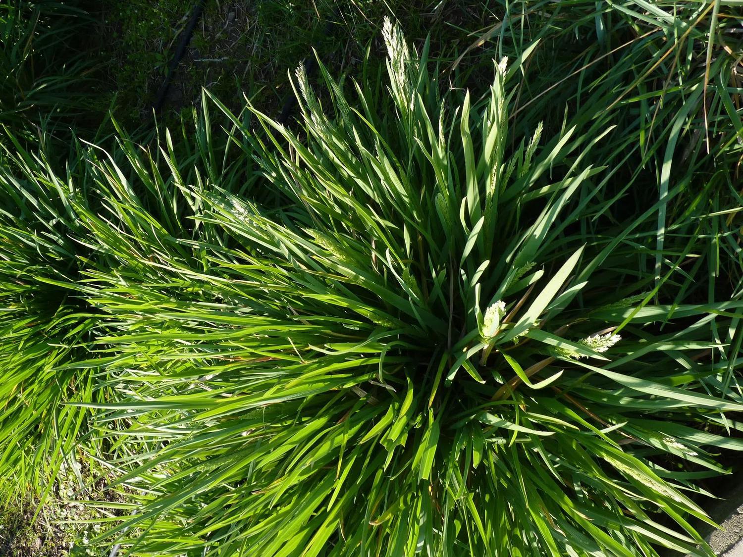 Hojas verdes y espigas jóvenes de Poa iridifolia en una plantación exterior.