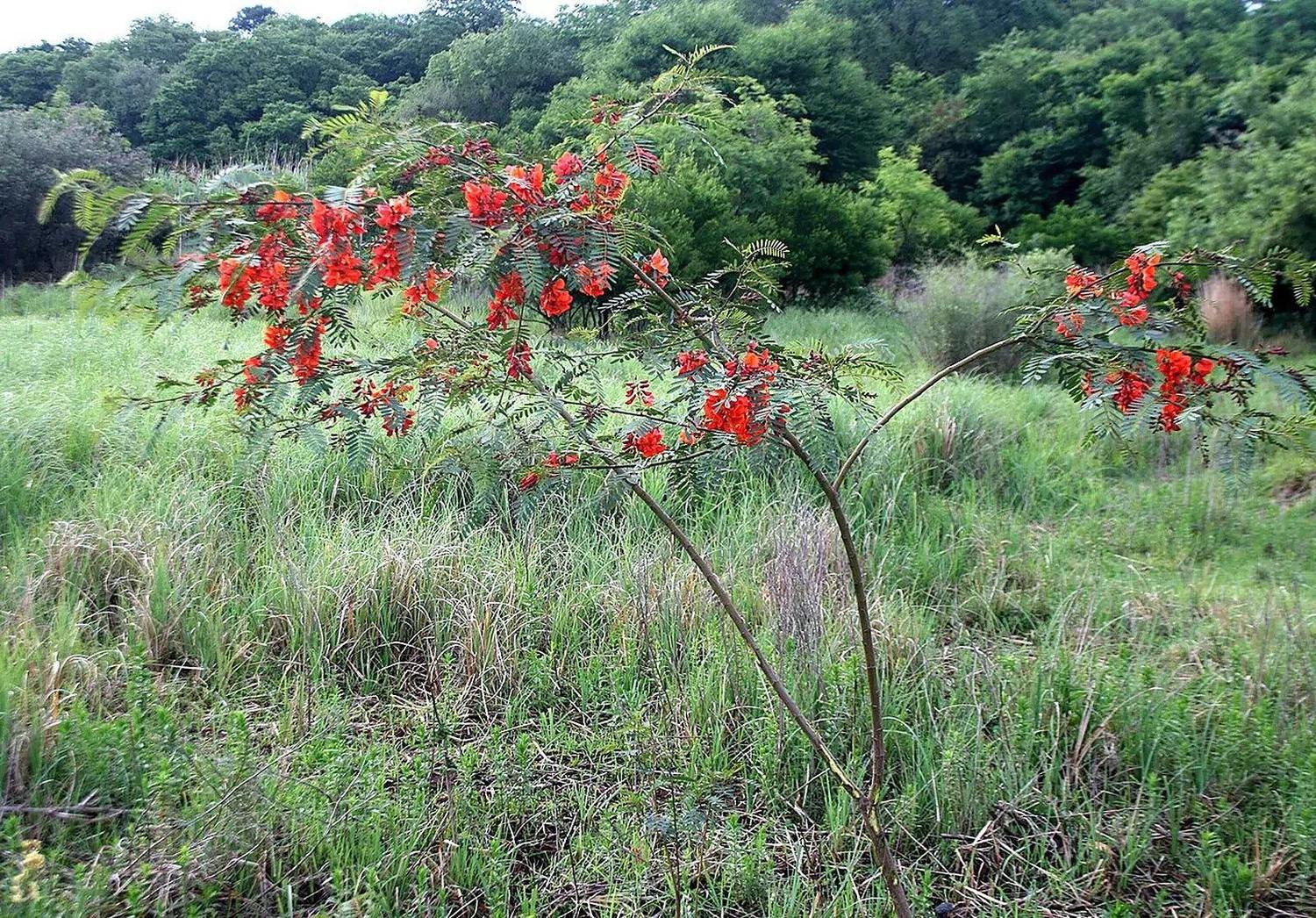 Sesbania punicea de ramas abiertas y flores rojo anaranjadas creciendo entre pastos, con extremos laterales parcialmente fuera del encuadre