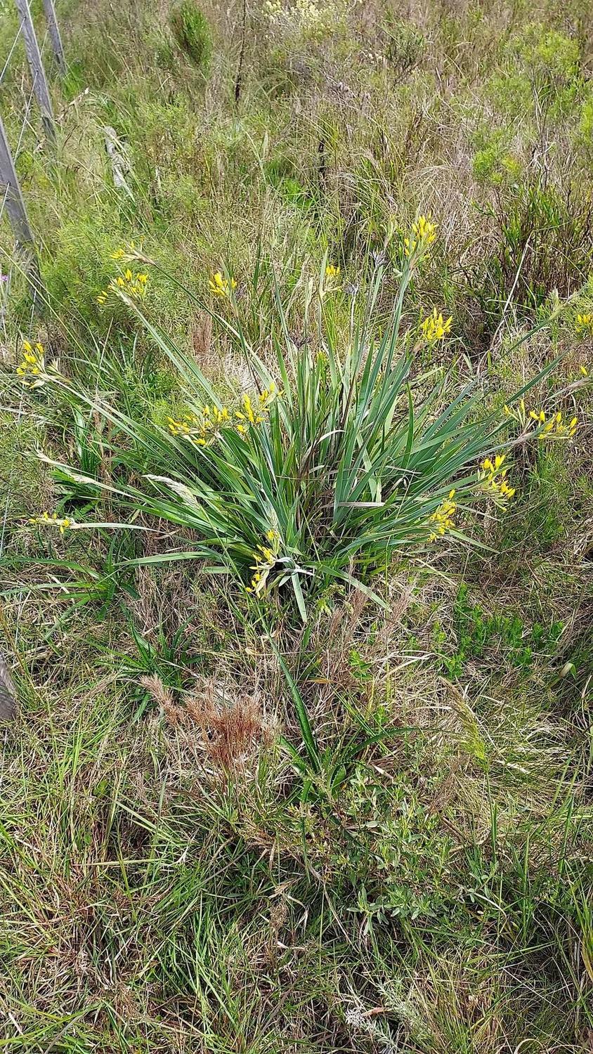 Mata de Sisyrinchium palmifolium con inflorescencias amarillas en pastizal