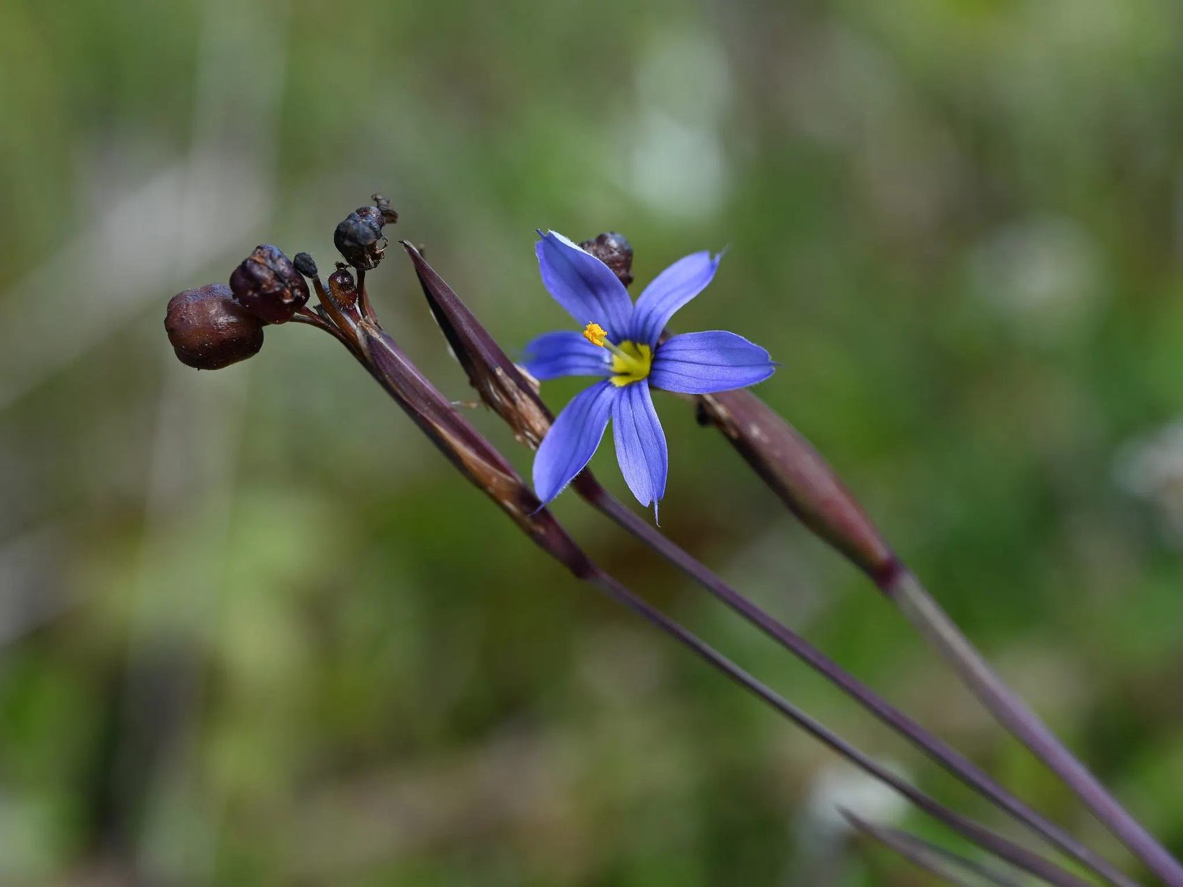 Flor azul violácea de Sisyrinchium angustifolium con centro amarillo, junto a cápsulas oscuras y tallos finos