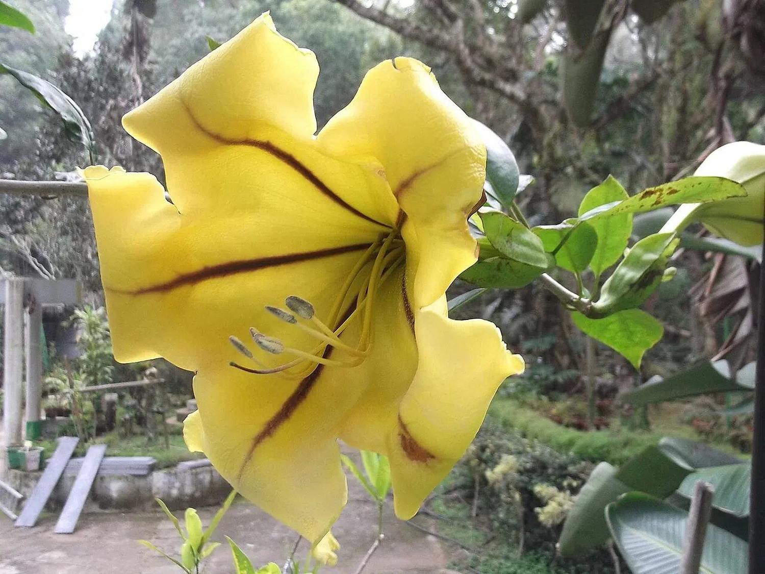 Gran flor amarilla de Solandra nitida en forma de copa con líneas oscuras hacia su centro y hojas verdes alrededor