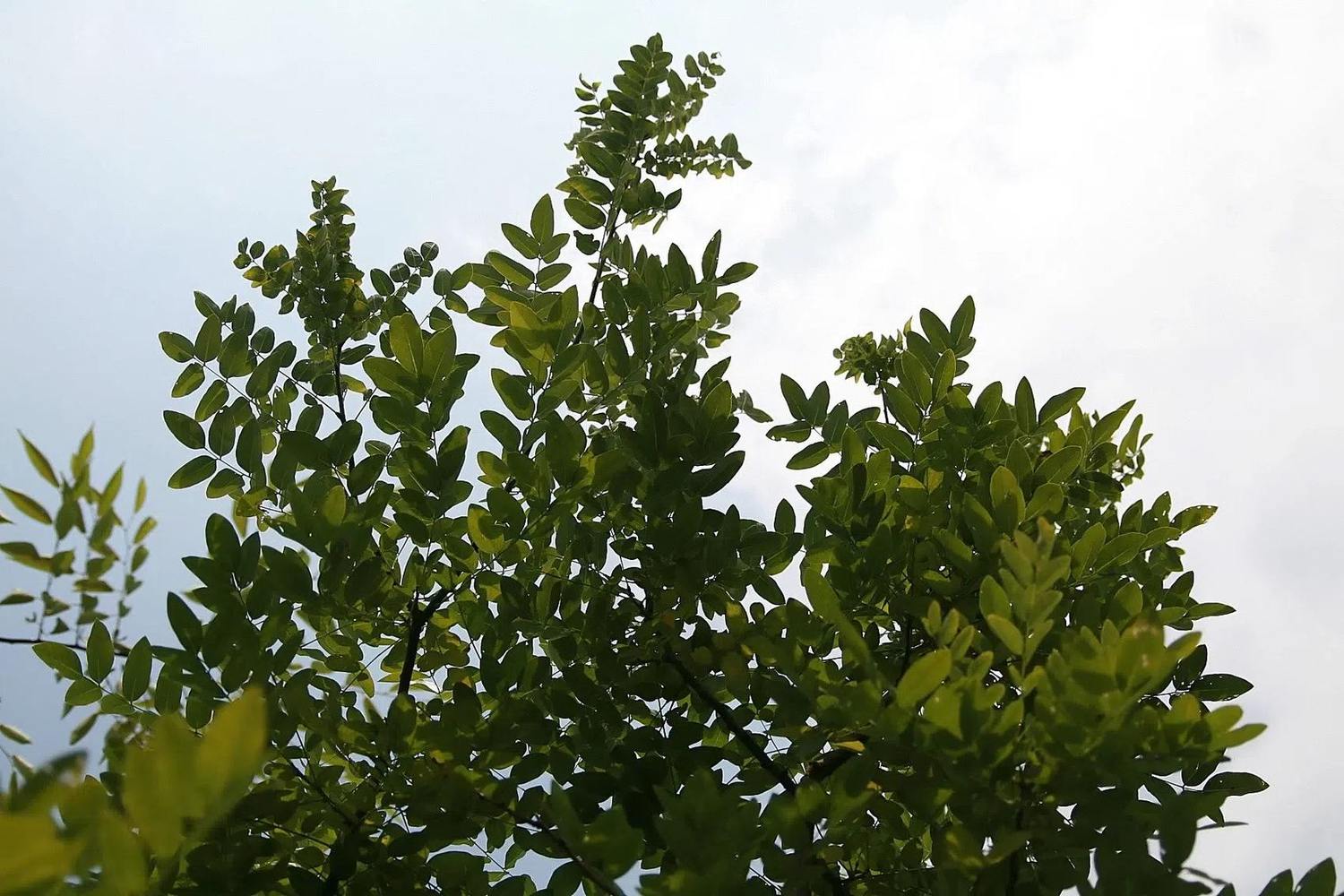 Ramas con hojas compuestas de sófora vistas contra el cielo.