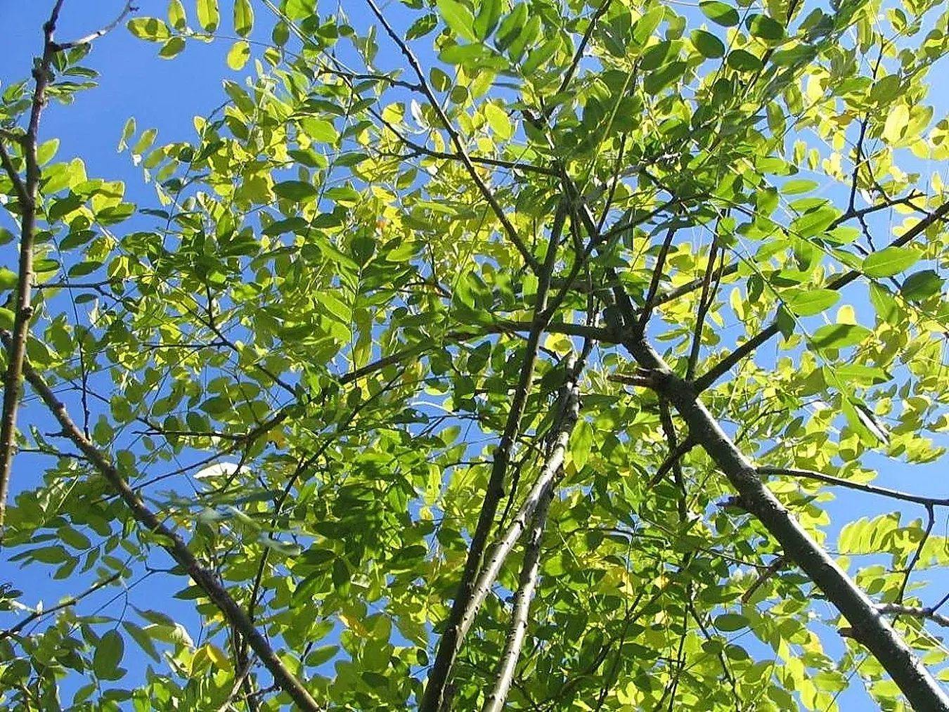Ramas y hojas compuestas de Styphnolobium japonicum vistas hacia arriba contra un cielo azul