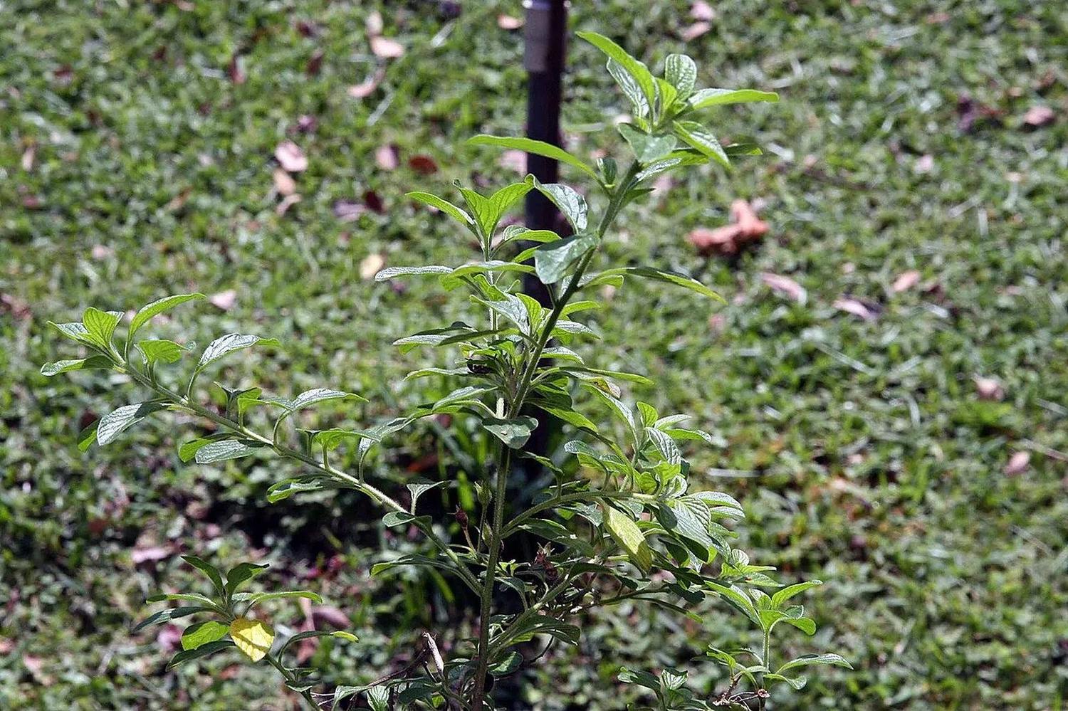 Ramas de un Streptosolen jamesonii joven con hojas verdes y tallos finos, sin flores, sobre fondo de césped