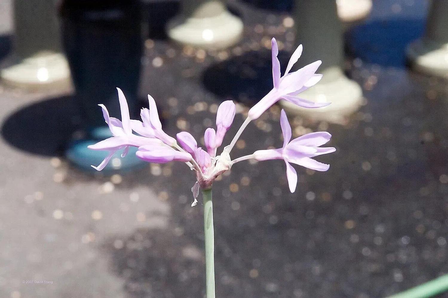 Flores lilas de Tulbaghia violacea Variegata fotografiadas en un vivero.