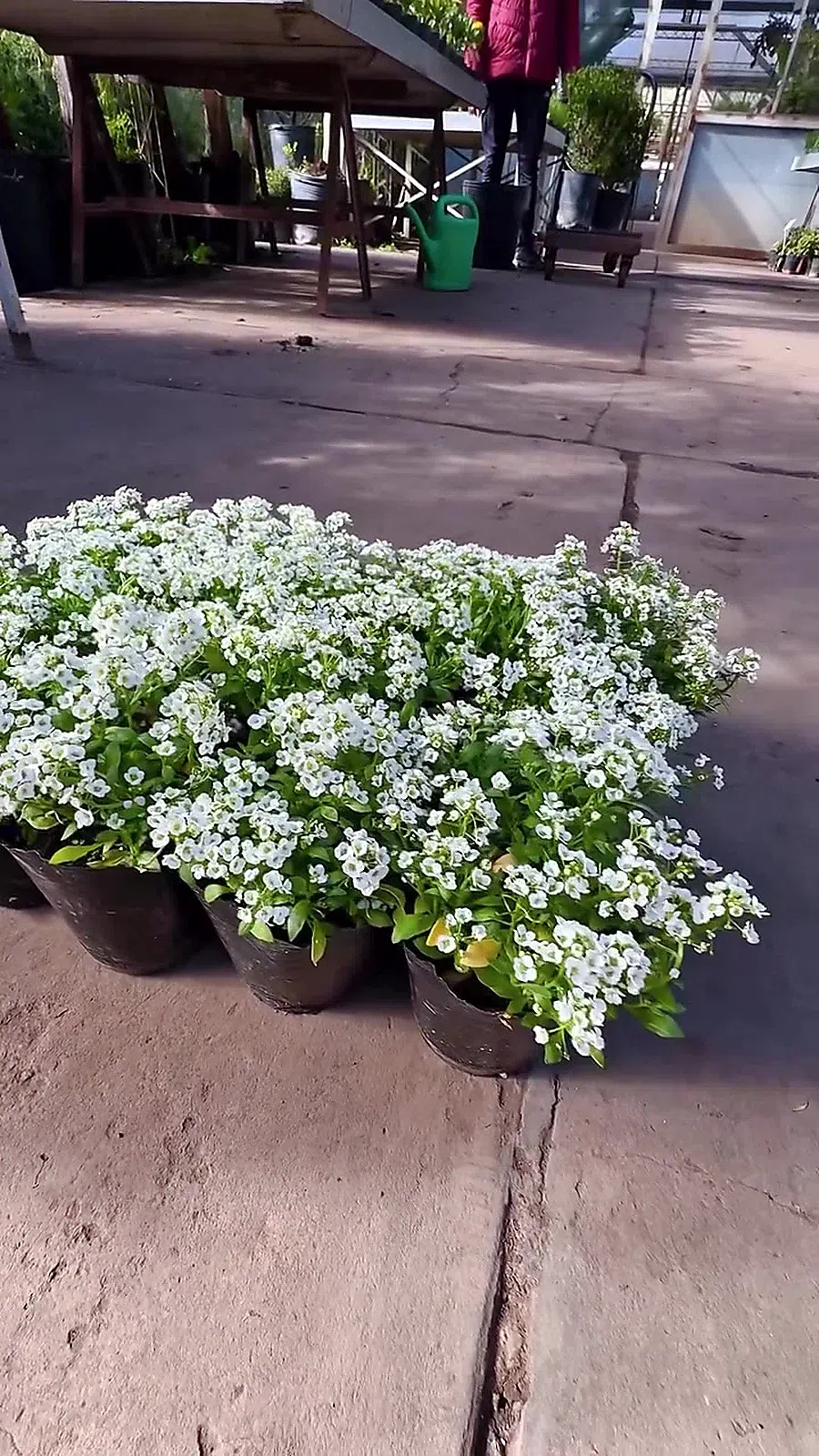 Alisum · Grupo en macetas · fotografía real del vivero con ajuste suave de luz y color