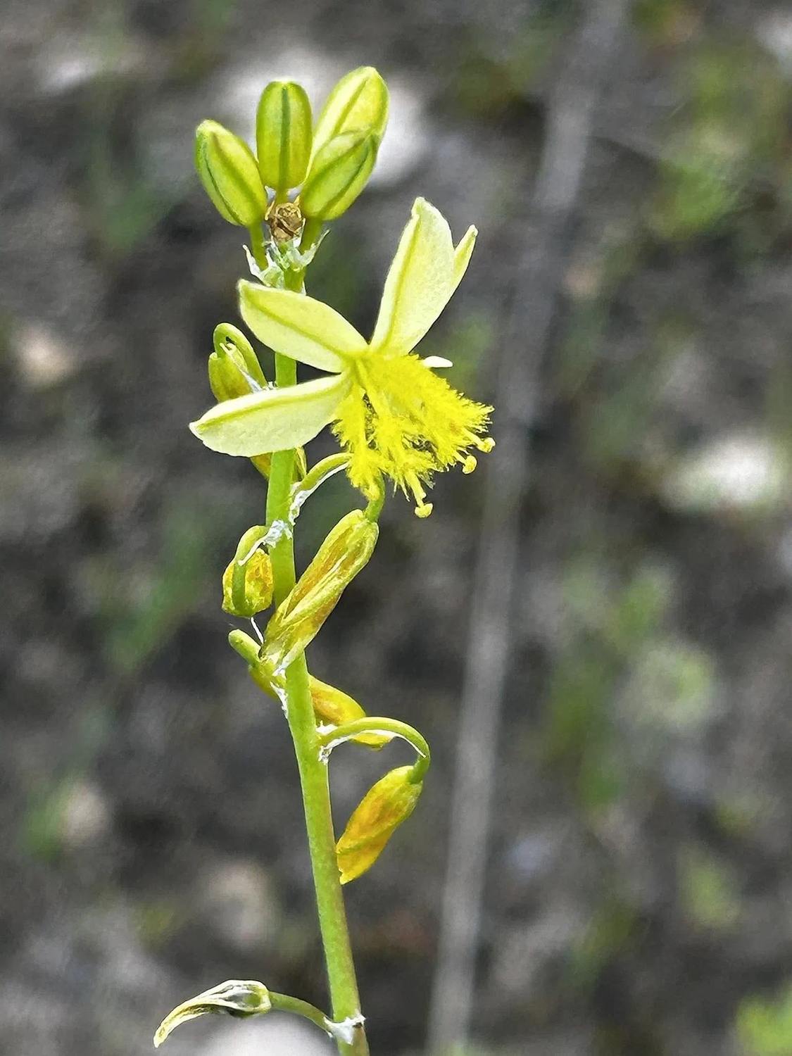 Flor amarilla de Bulbine frutescens con estambres vellosos y capullos verdes sobre su tallo, en un entorno natural desenfocado