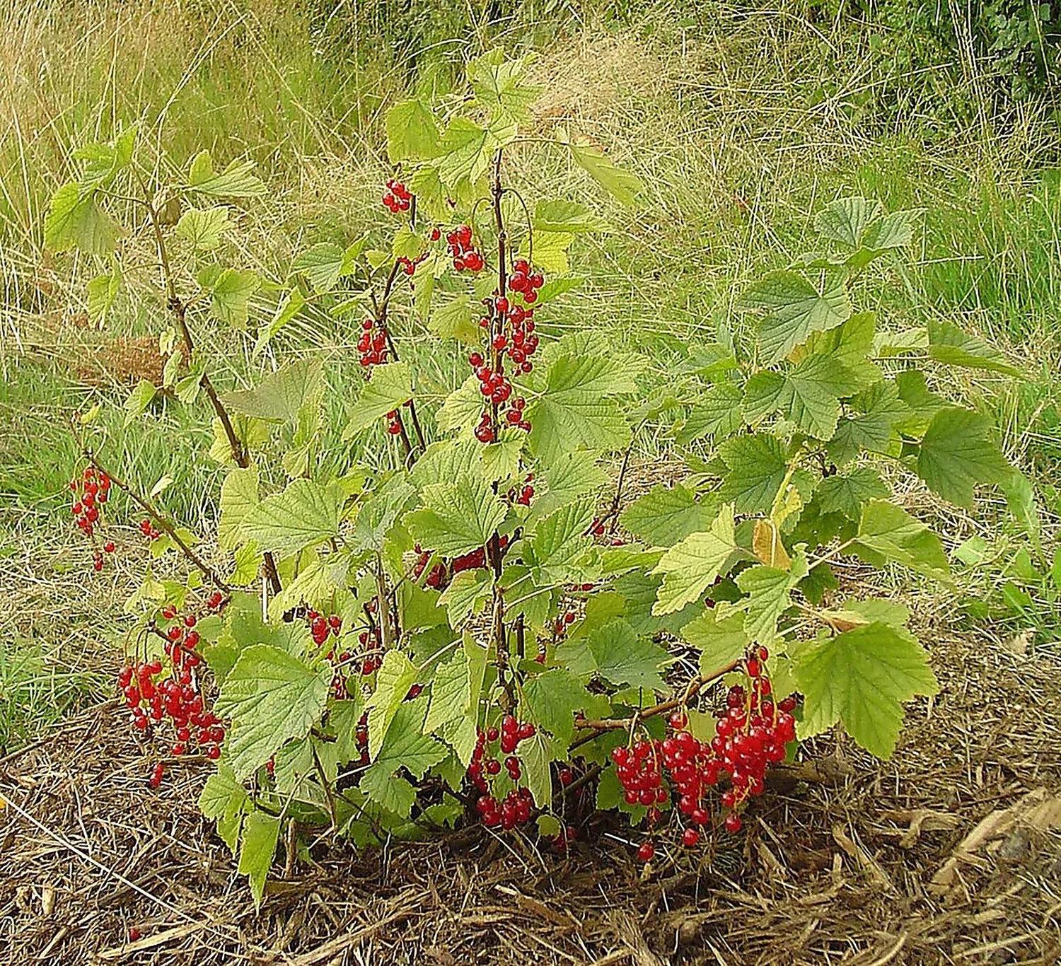 Arbusto joven completo de corinto rojo en suelo, con hojas verdes y racimos de frutos rojos