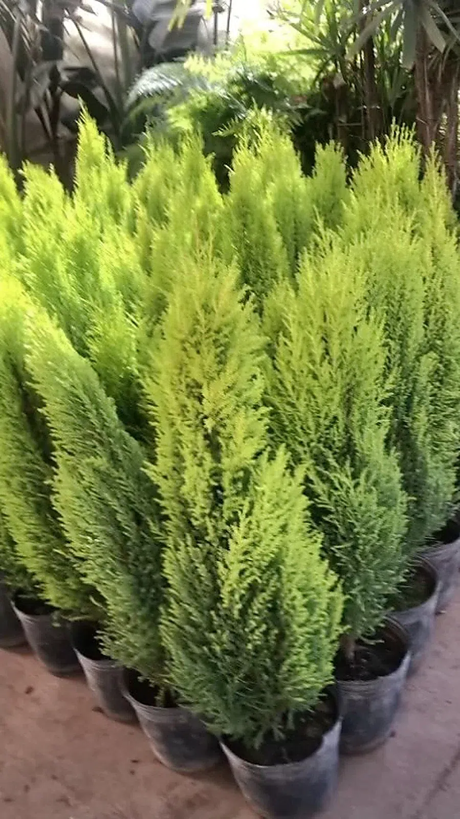 Cupressus Goldcrest · Grupo del vivero; recipientes parcialmente visibles · fotografía real del vivero con ajuste suave de luz y color