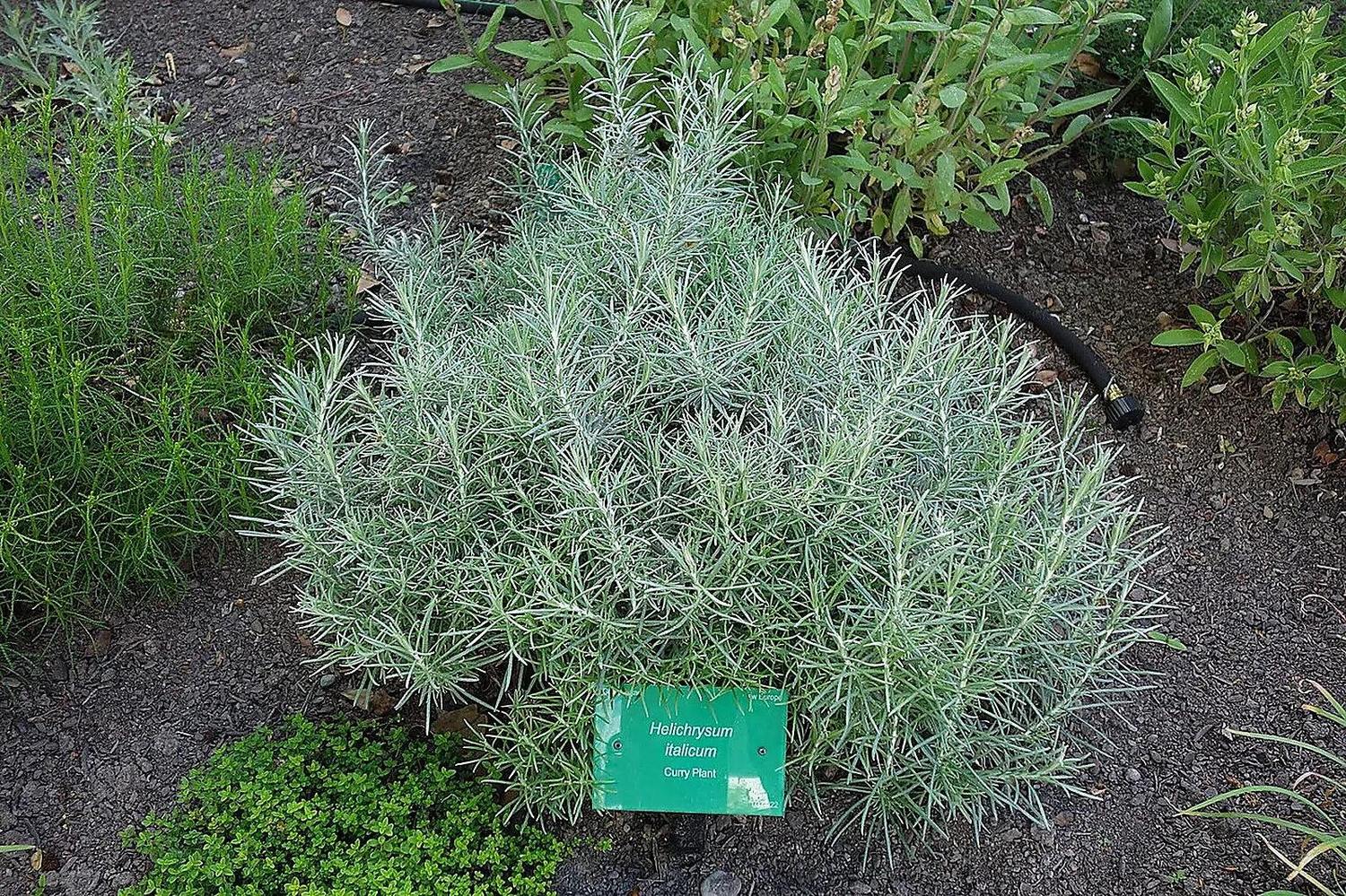 Mata de curry con hojas finas plateadas, cultivada en tierra en un jardín botánico