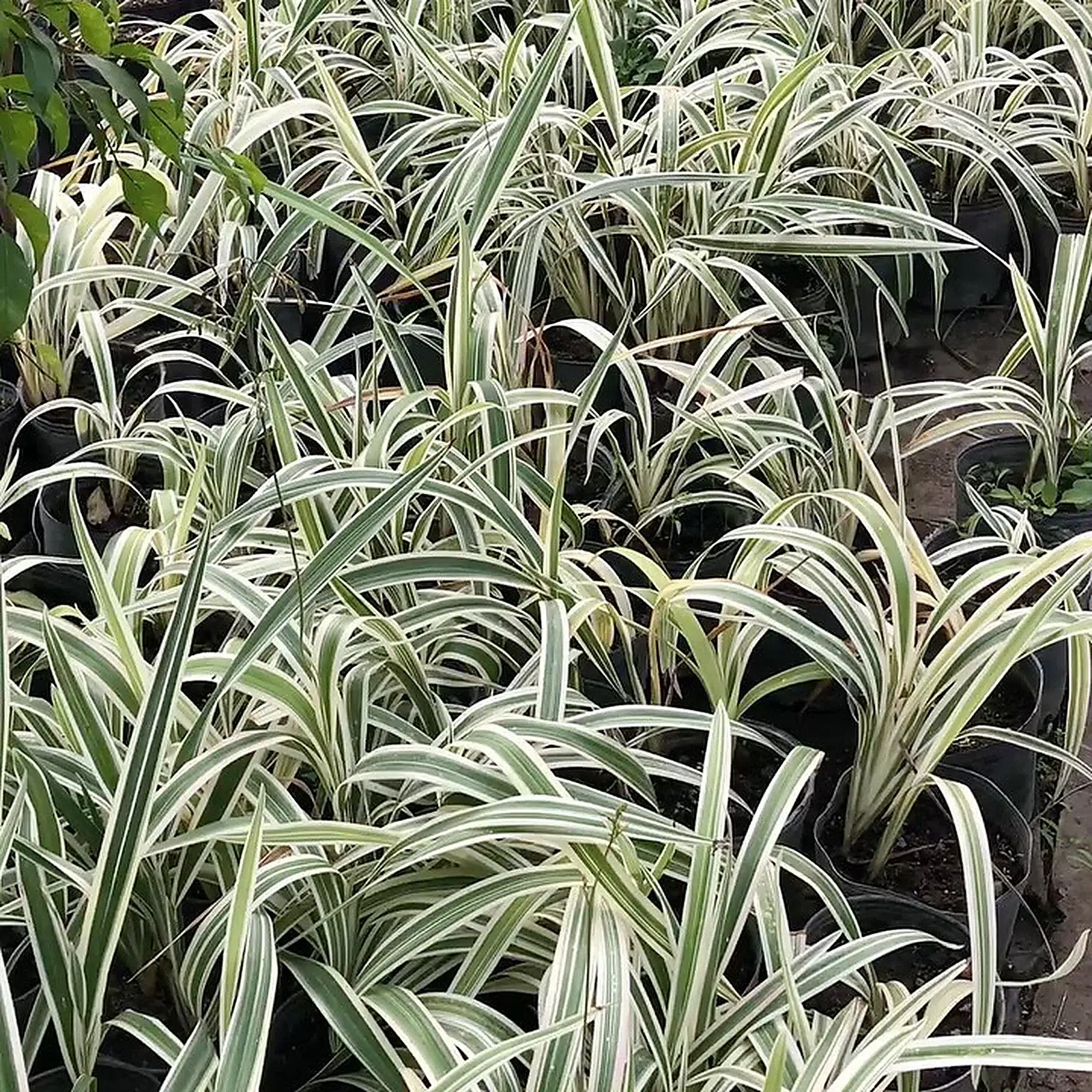 Dianella variegada · Grupo del vivero · fotografía real del vivero con ajuste suave de luz y color