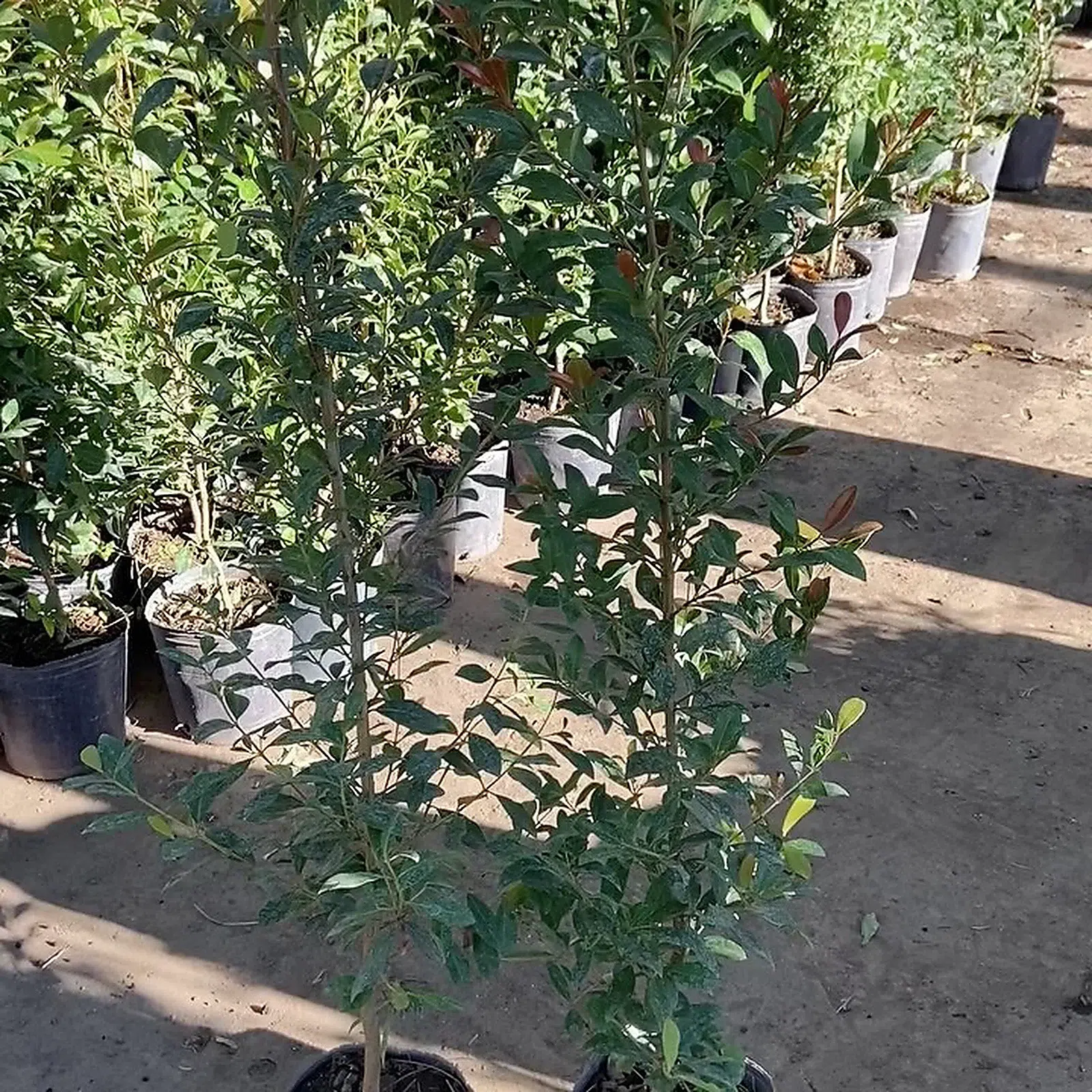 Eugenia myrtifolia · Grupo del vivero · fotografía real del vivero con ajuste suave de luz y color
