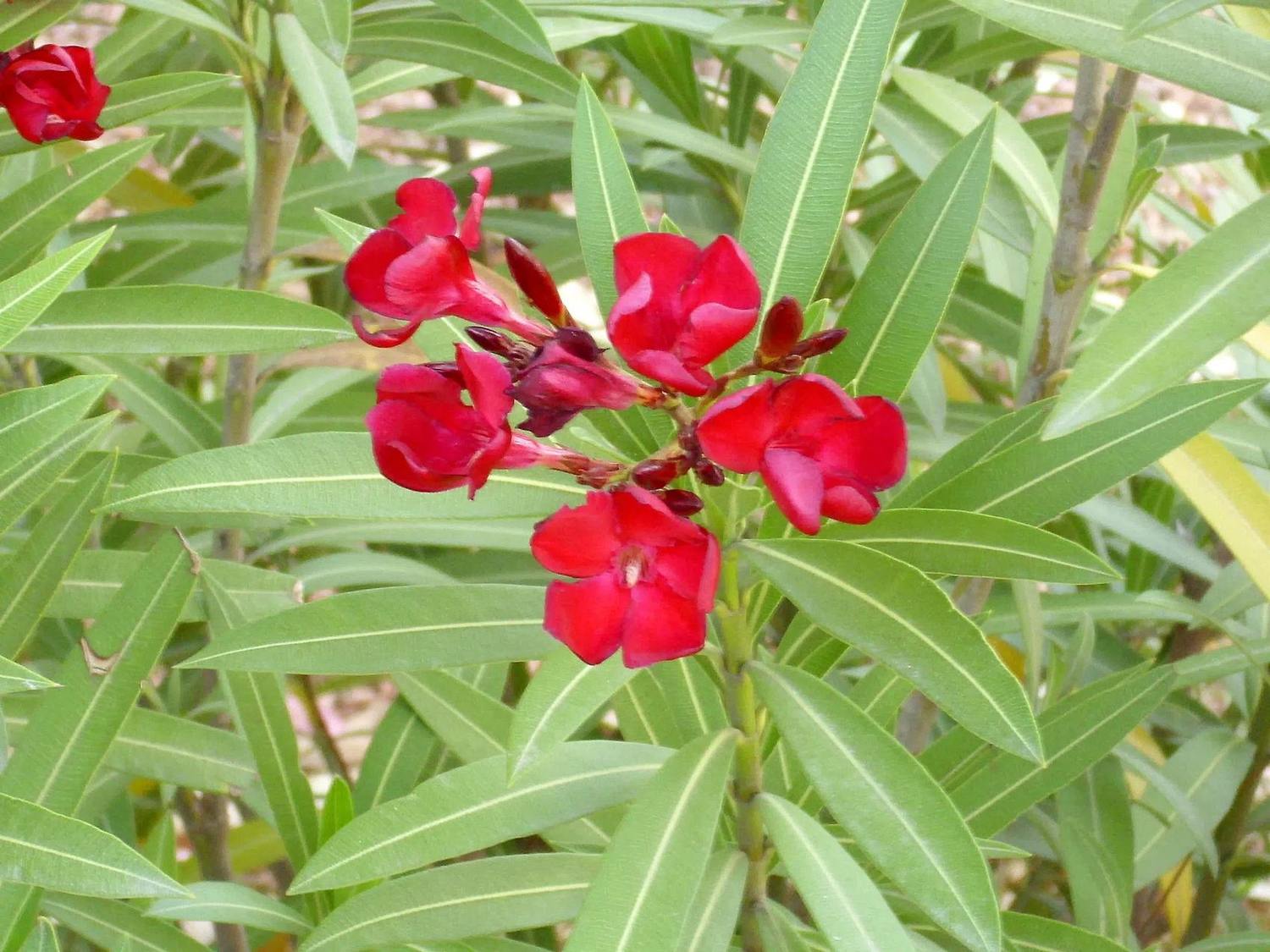 Racimo de flores rojas de Nerium oleander Little Red entre hojas verdes alargadas; detalle del arbusto en su entorno real