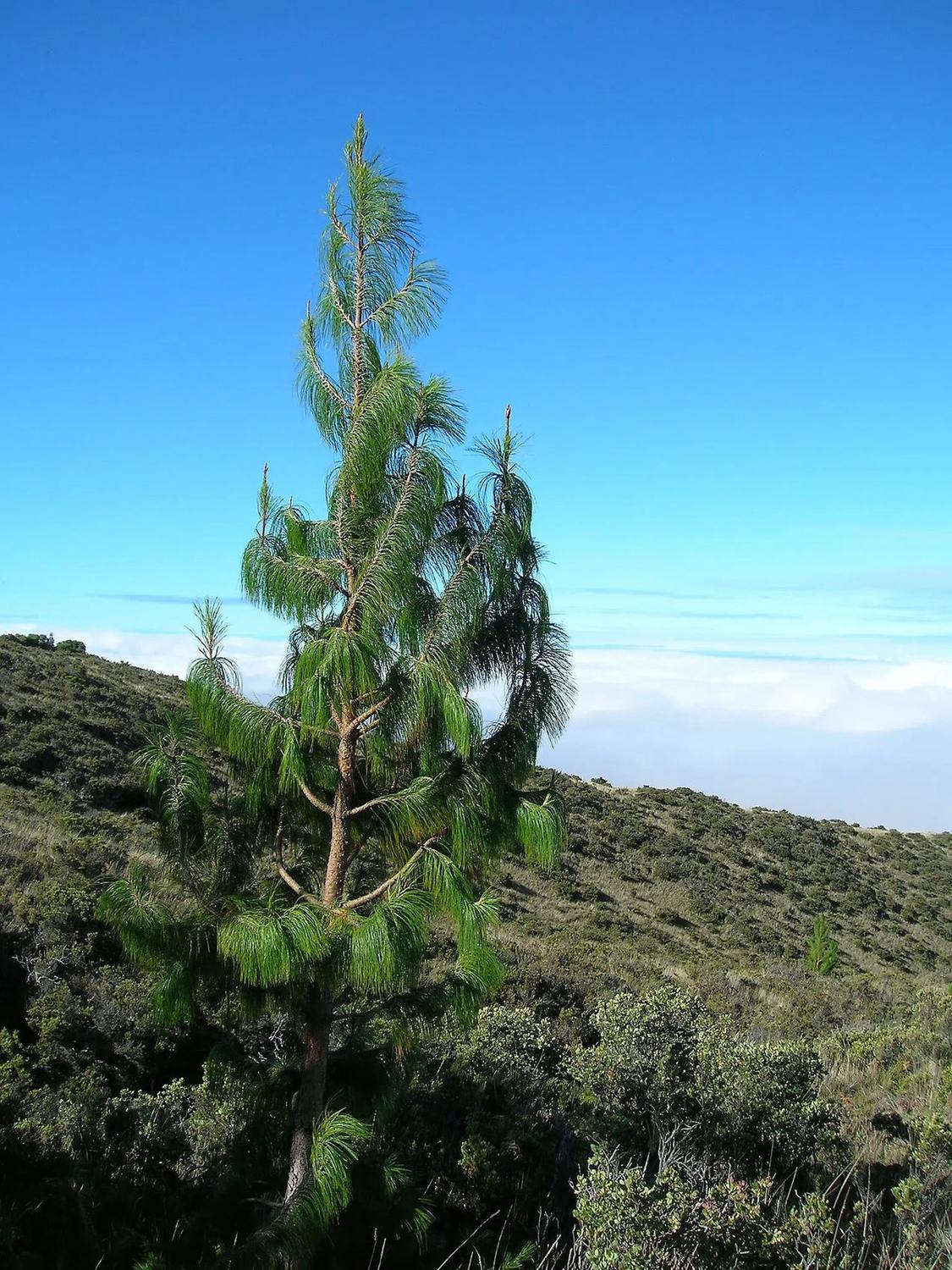 Vista general de un Pinus patula joven con acículas colgantes; la base queda oculta entre la vegetación