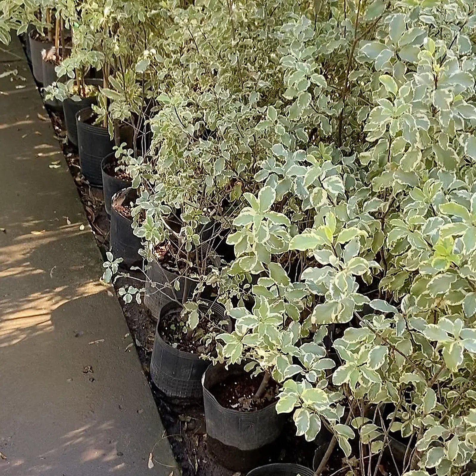Pittosporum variegado · Grupo del vivero · fotografía real del vivero con ajuste suave de luz y color
