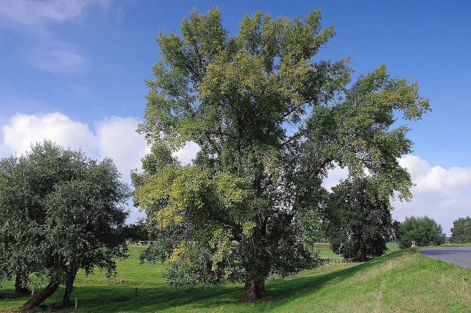 Álamo adulto de copa verde y tronco completo al aire libre; referencia del género Populus, especie ilustrada Populus nigra, sin envase.