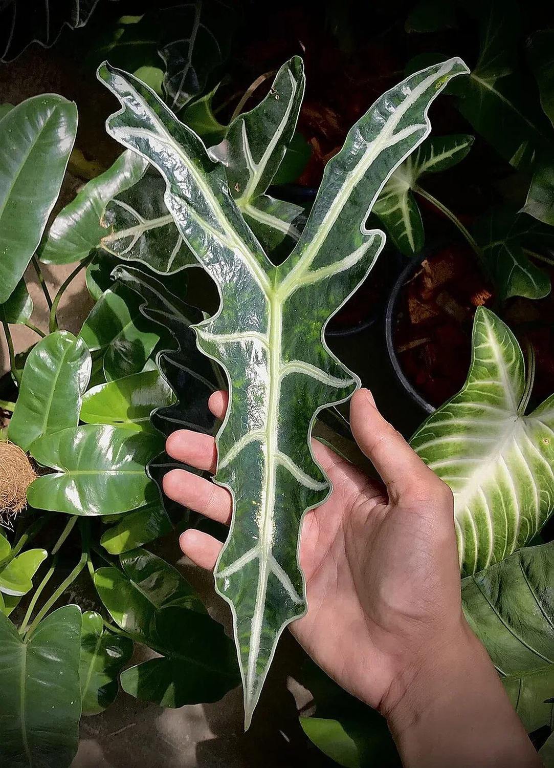Hoja alargada verde oscura de Alocasia sanderiana, con nervios claros y bordes ondulados; una mano la sostiene en el entorno real de cultivo