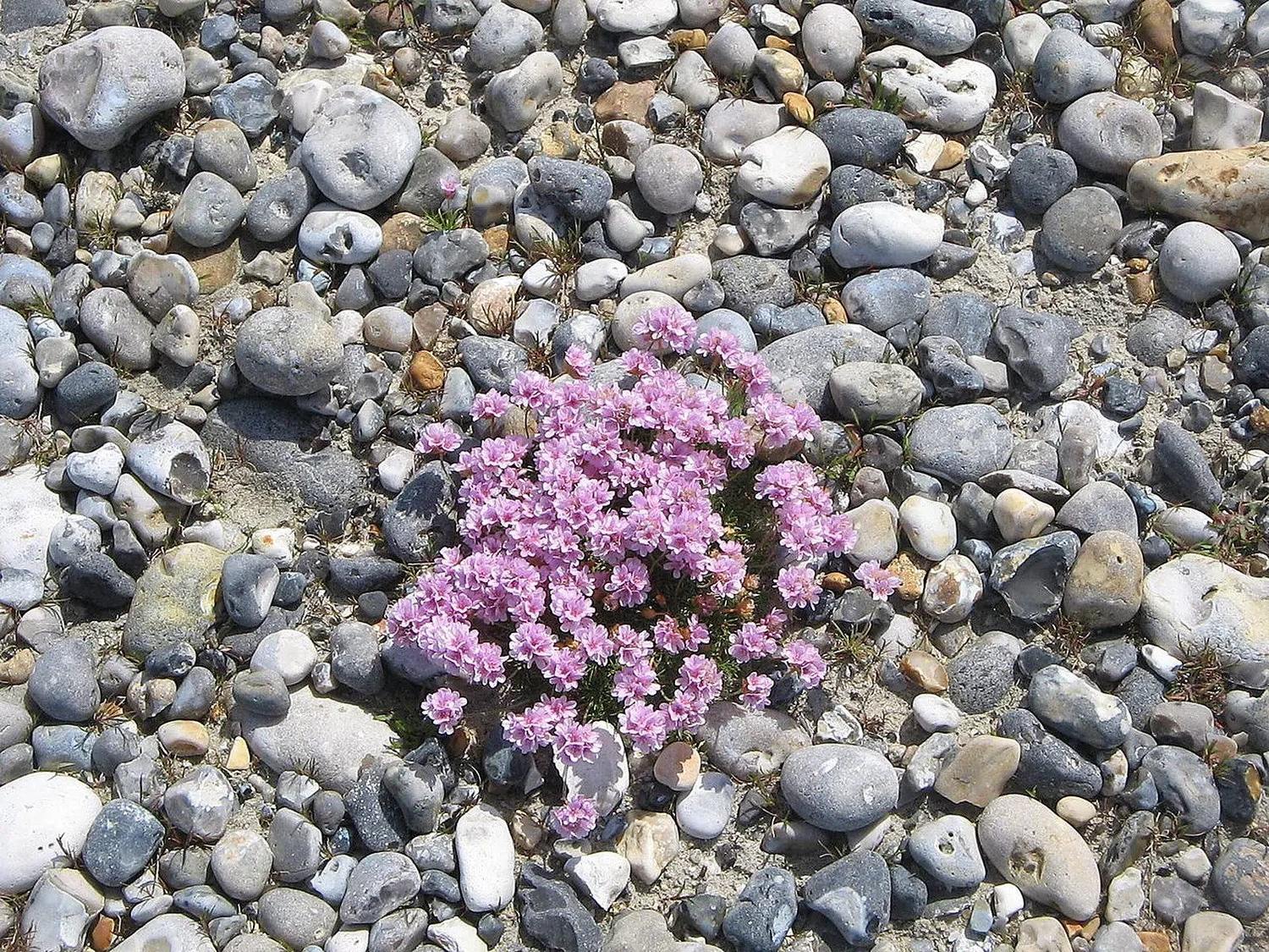 Mata completa de Armeria maritima con flores rosas sobre grava; referencia botánica del género Armeria, no fotografía del stock o envase de entrega.