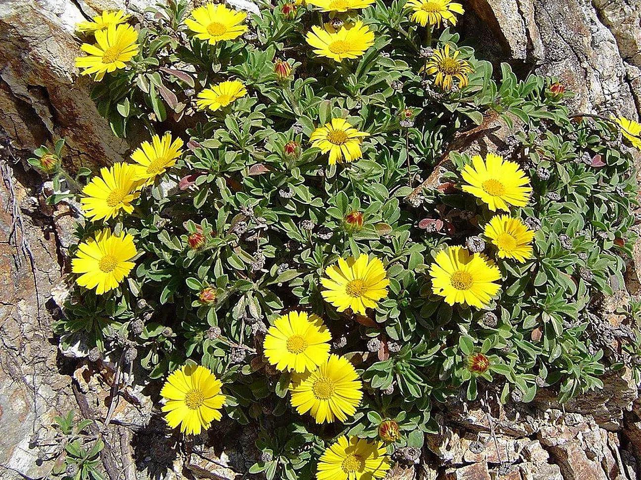 Detalle de floración amarilla y follaje de Asteriscus maritimus, actualmente Pallenis maritima, entre rocas; algunos tallos quedan fuera de la fotografía.