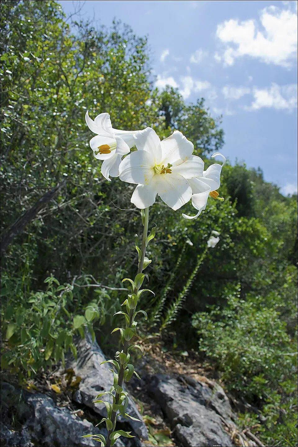 Flores blancas y tallo de Lilium candidum en su entorno natural; la base de la planta queda fuera del encuadre. Referencia del género Lilium para Azucenas, no especie o envase de entrega.