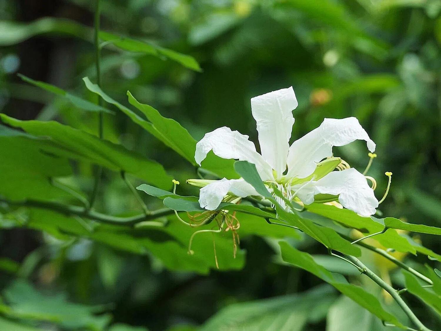 Flor blanca y hojas de Bauhinia forficata en un jardín botánico; detalle real que ilustra el género Bauhinia, sin confirmar especie, color o envase del producto entregado.