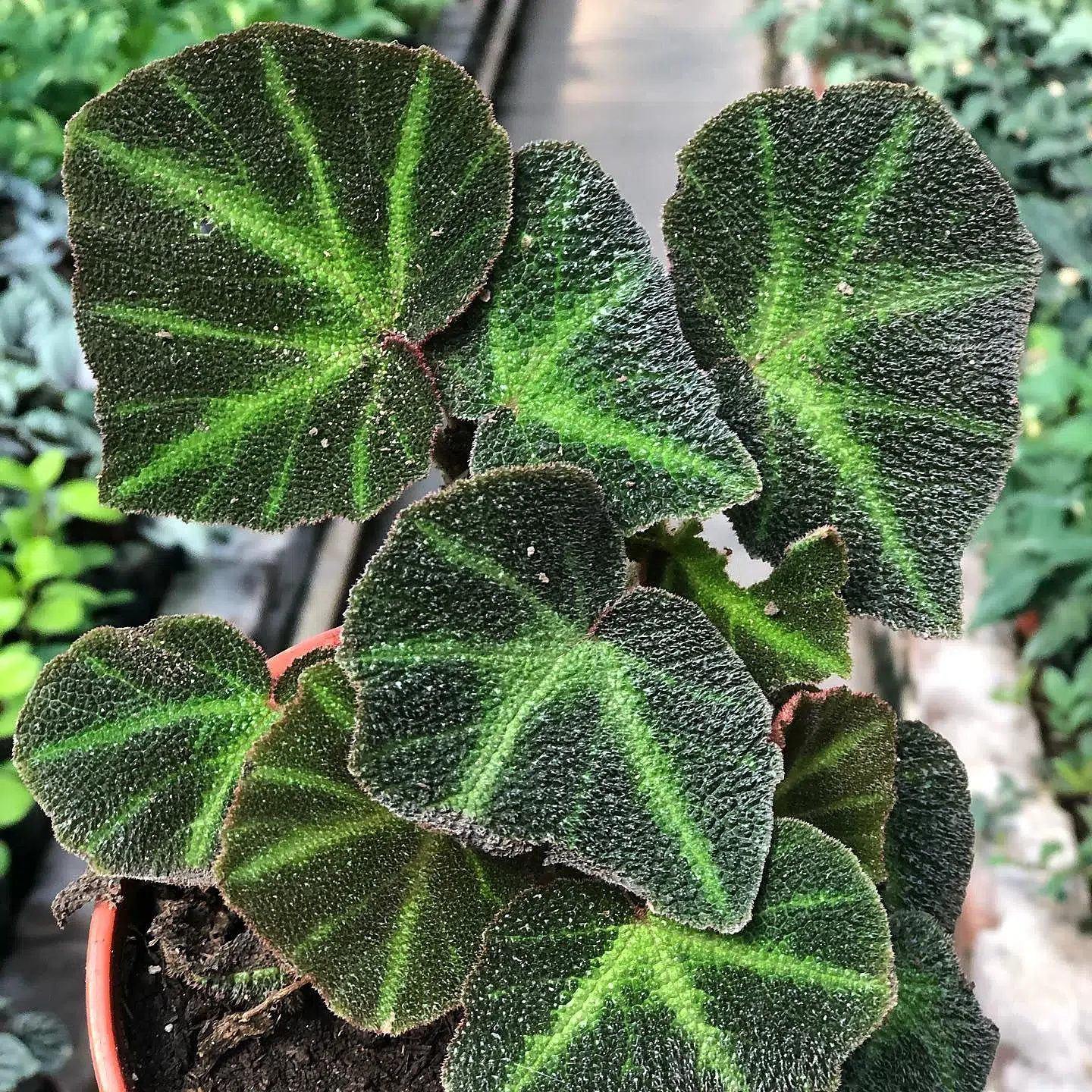 Begonia del vivero con hojas rugosas oscuras y nervaduras verdes; maceta parcialmente visible, sin flores.