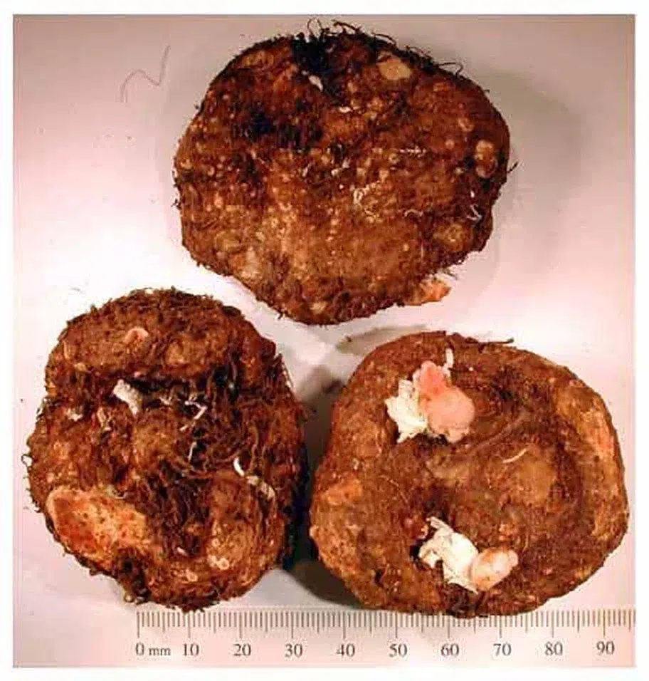 Tres tubérculos enteros de Begonia, uno con brotes visibles, junto a una regla de referencia de la fotografía original de USDA-APHIS. No representa cantidad ni tamaño de entrega.