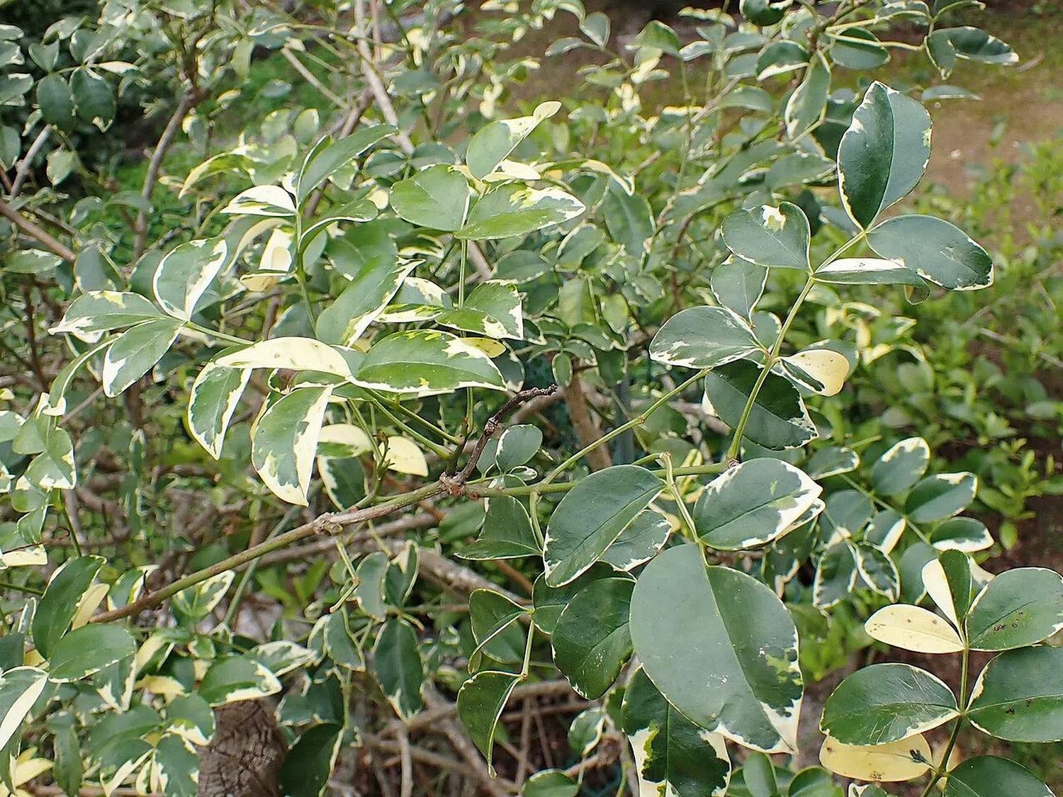 Detalle de follaje verde y crema de Pandorea jasminoides Variegata, sin flor ni envase; fotografía botánica de referencia.
