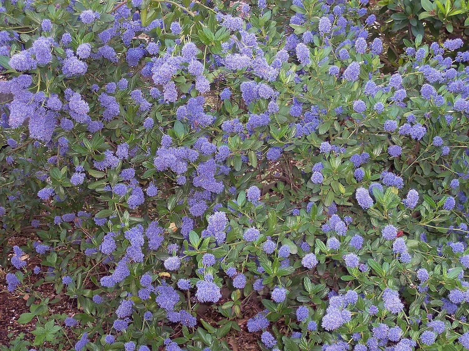 Ramas y floración azul de Ceanothus thyrsiflorus en un jardín botánico; referencia del género, sin envase ni confirmación de especie del stock.