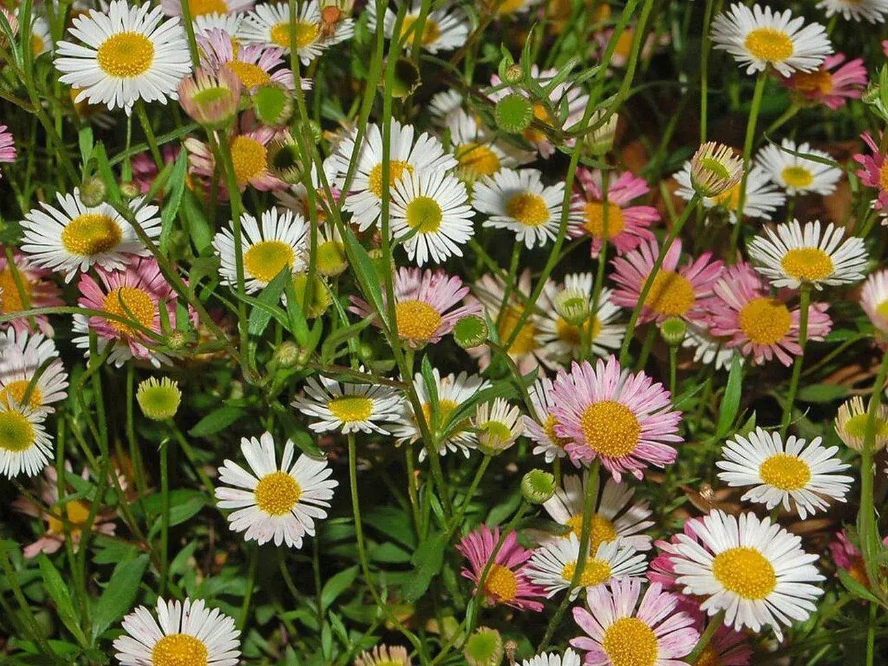 Erigeron