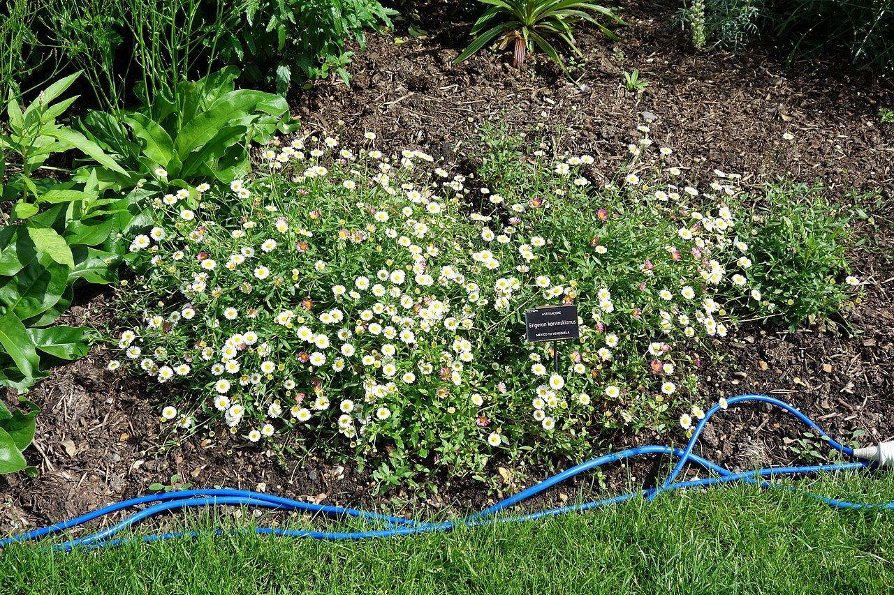 Grupo de Erigeron karvinskianus con flores blancas y rosas en un cantero del Chelsea Physic Garden; cartel botánico y manguera originales visibles.