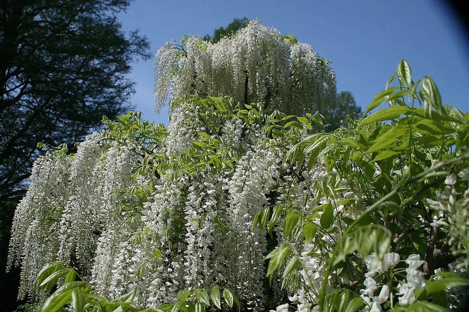 Racimos blancos de Wisteria floribunda Alba, referencia de la floración de una glicina blanca