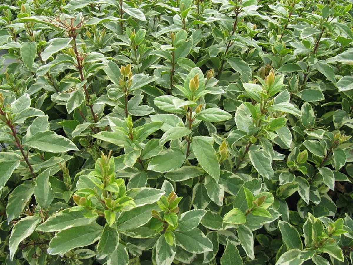 Detalle de hojas variegadas de Viburnum tinus Variegatum, referencia del follaje del laurentino áureo