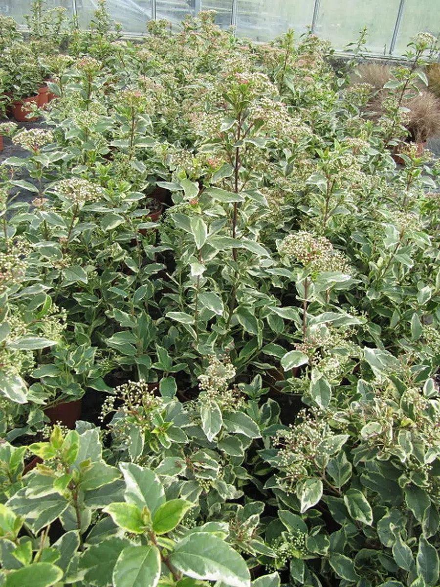 Grupo de Viburnum tinus Variegatum en un vivero, con follaje variegado y botones florales