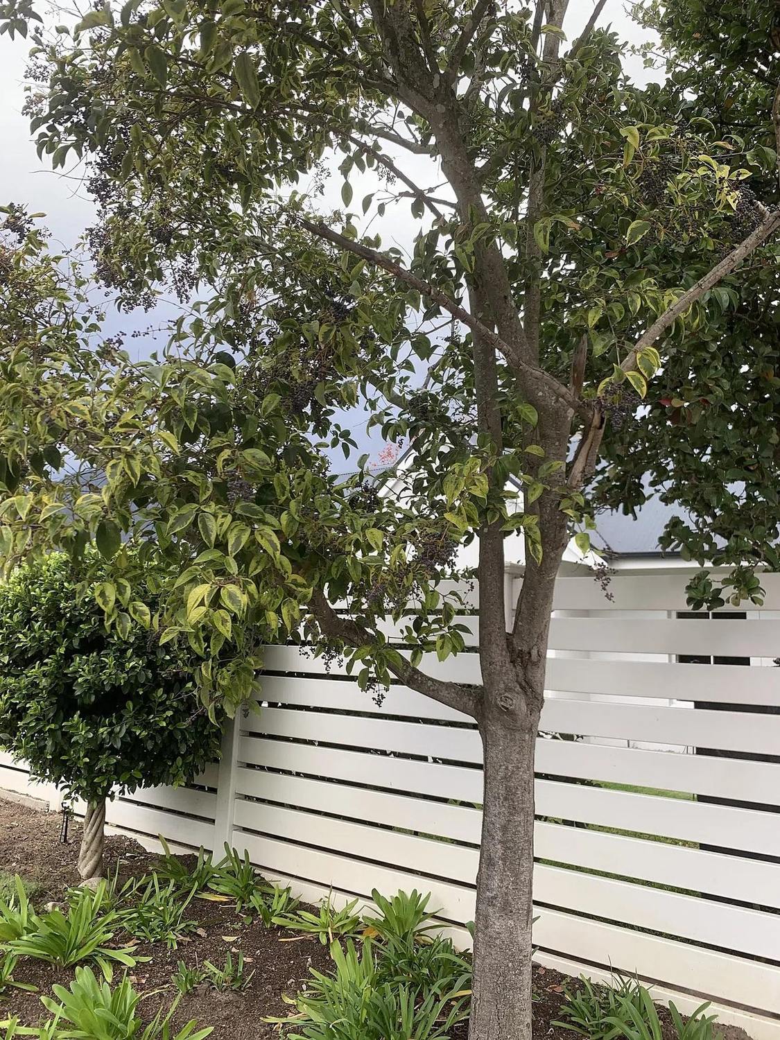 Árbol de Ligustrum lucidum de follaje variegado amarillo plantado en suelo, con tronco visible y parte de la copa fuera del encuadre.