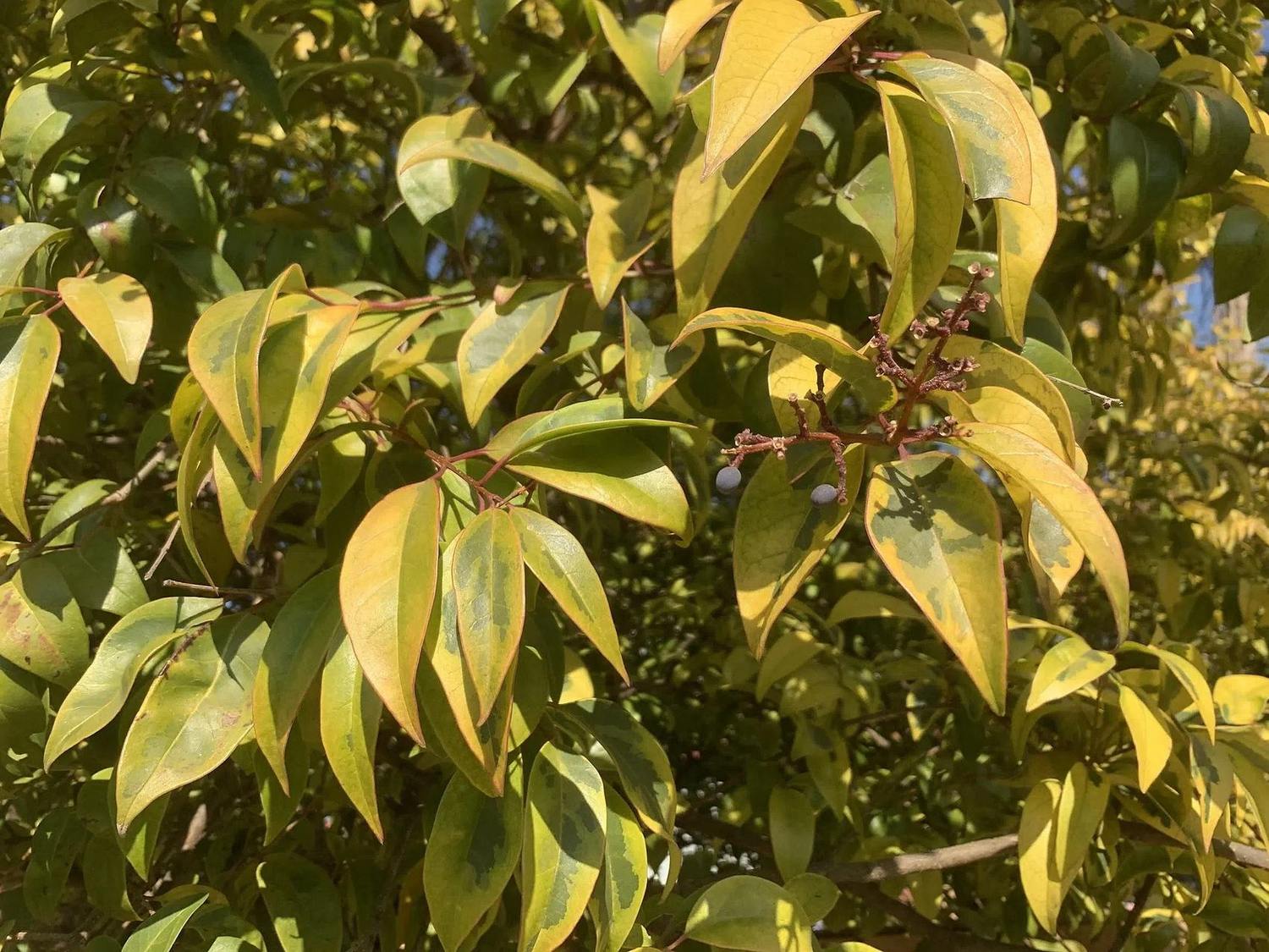 Detalle real de hojas de Ligustrum lucidum con centros verdes y amplios márgenes amarillos, fotografiadas en exterior.