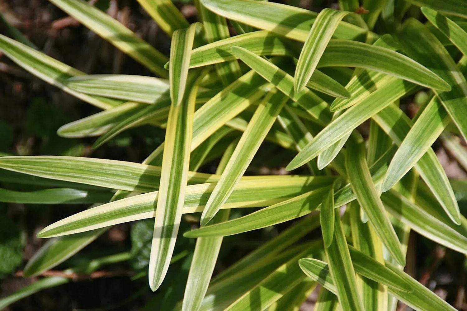 Detalle de hojas acintadas de Liriope muscari con franjas verdes y amarillo crema.