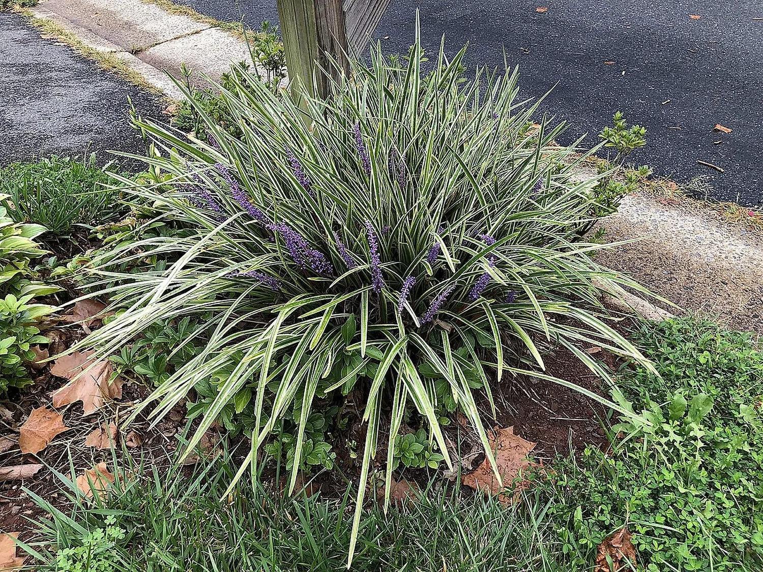 Mata de Liriope muscari variegado en suelo, con follaje acintado de márgenes amarillo crema y espigas violetas.