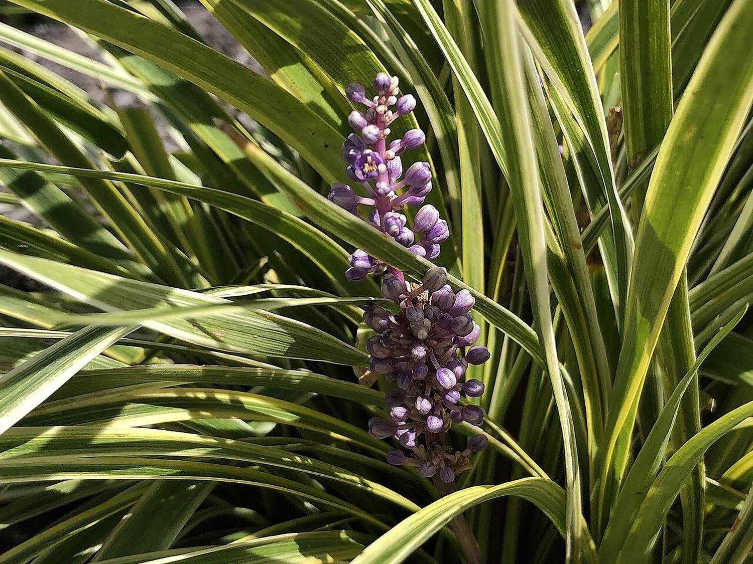 Liriope Muscari Aureo