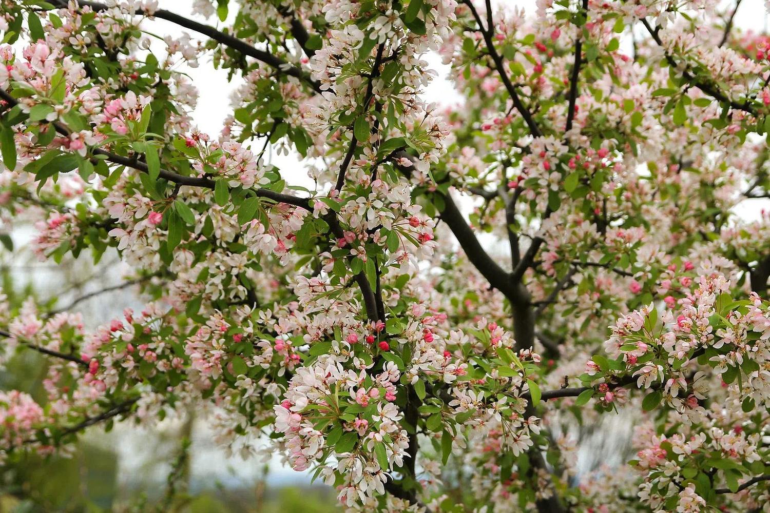 Ramas de Malus floribunda con flores blancas rosadas y pimpollos rosas.