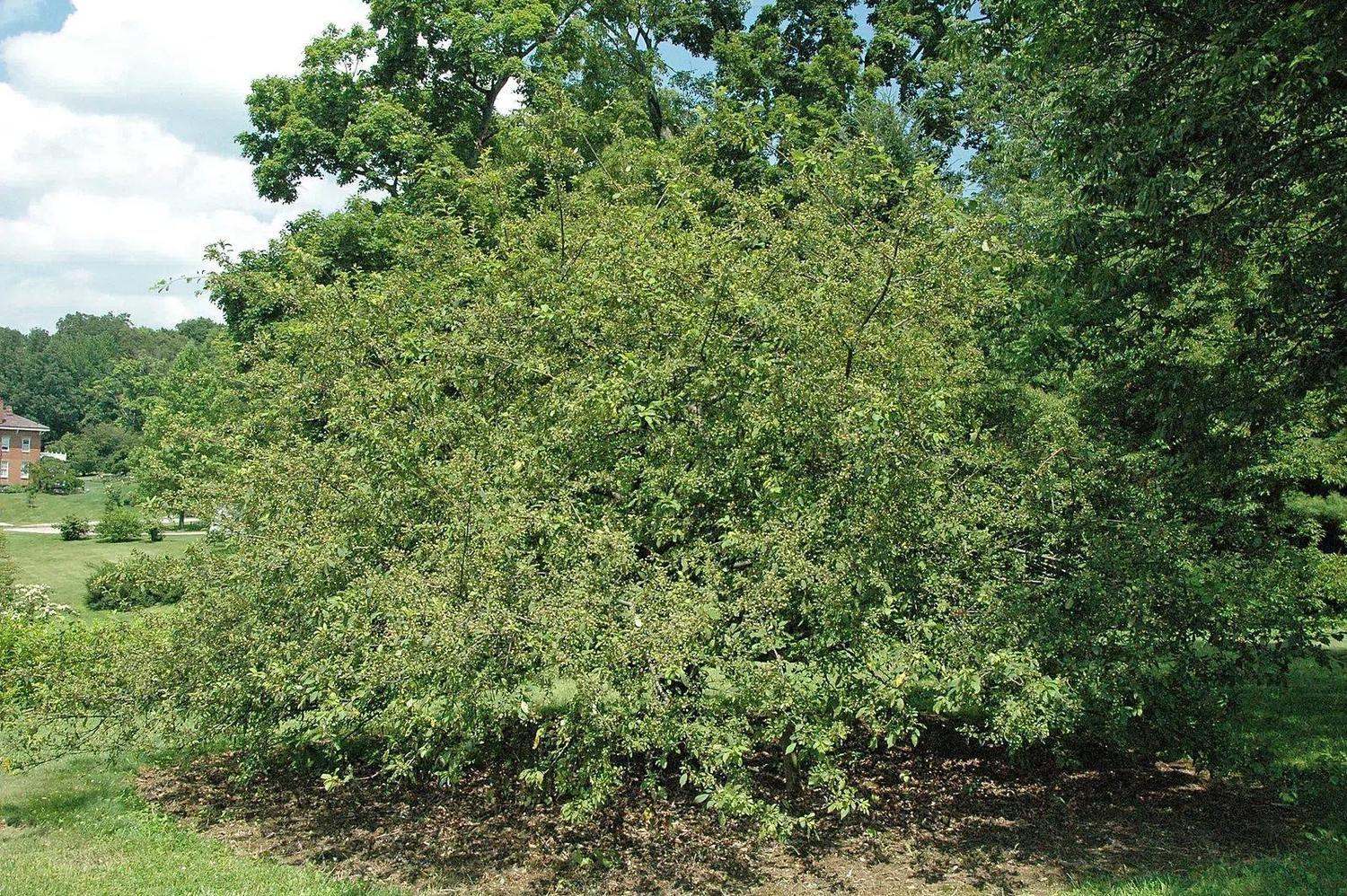 Árbol de Malus floribunda con copa verde completa en Dawes Arboretum.