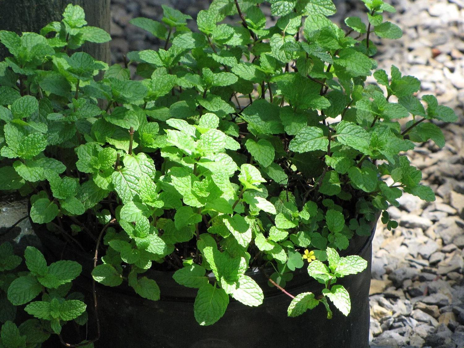 Detalle de menta de hojas verdes en un recipiente, fotografiada en un jardín.