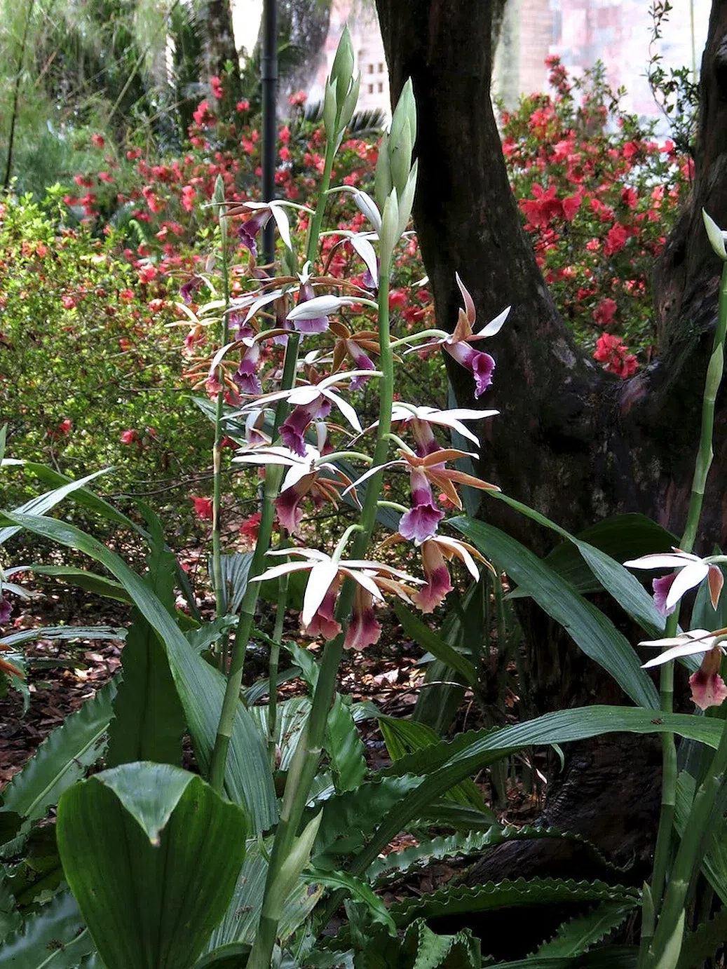 Inflorescencias de Phaius tankervilleae con pétalos blancos y labios rosados violáceos en un jardín.