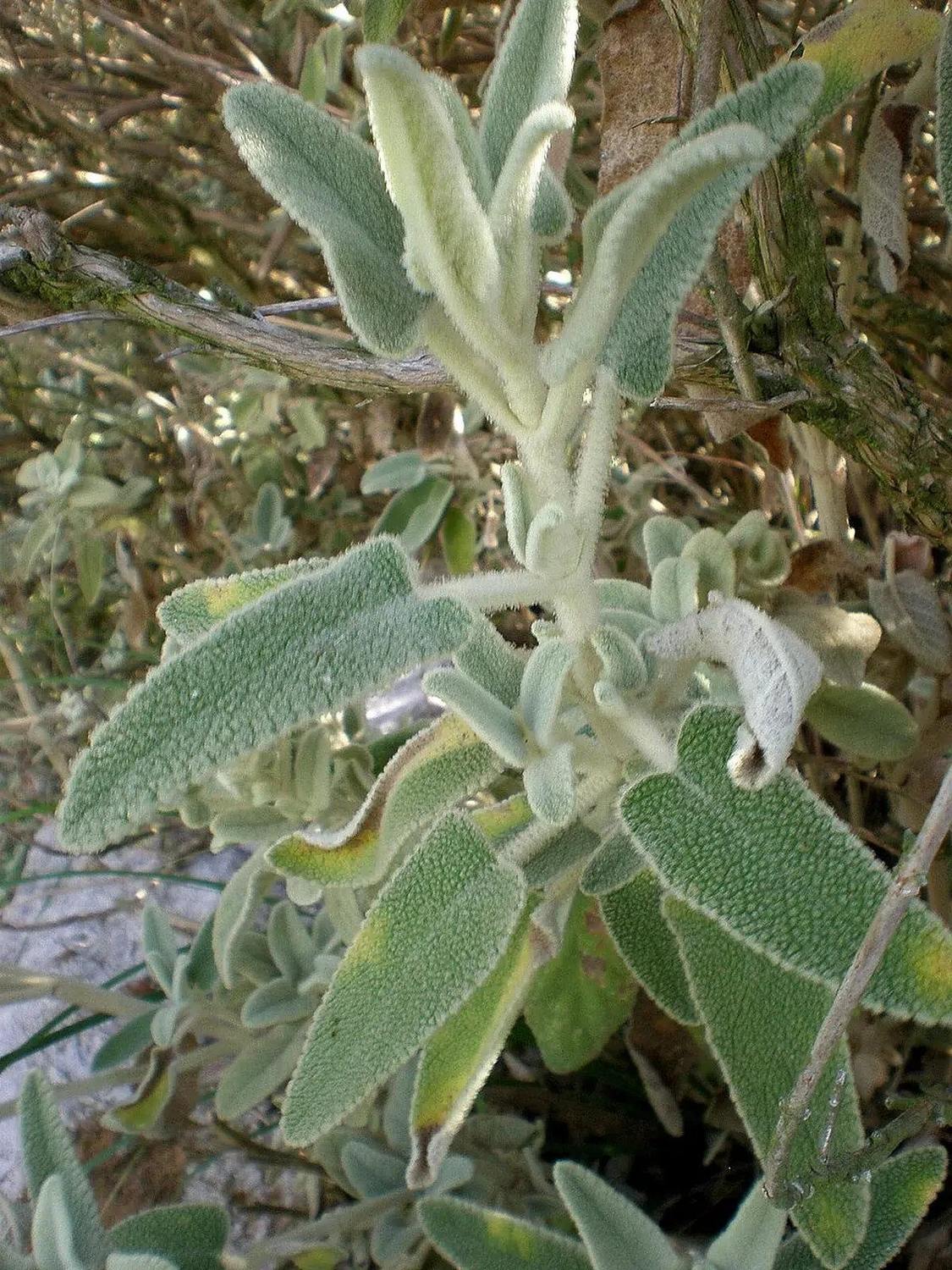 Detalle de hojas verde grisáceas cubiertas de vello de Phlomis italica, sin flores abiertas
