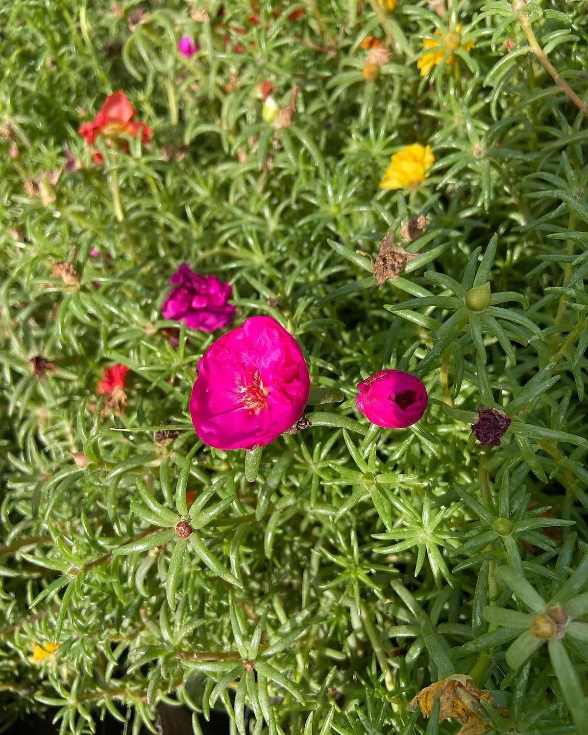 Detalle de flor fucsia de portulaca fotografiada en Vivero Kaki