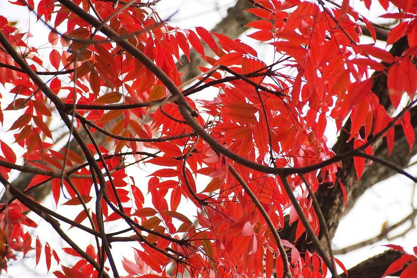 Detalle de hojas compuestas rojas de Toxicodendron succedaneum en otoño.