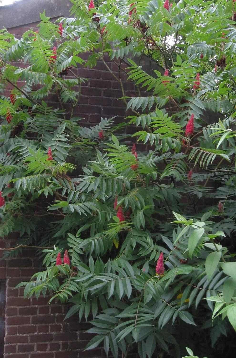 Ramas de Rhus typhina con hojas compuestas verdes y grupos de frutos rojos erectos.
